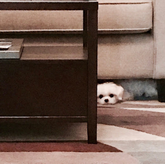 Meet your Posher, Carol - Picture 1 of 1